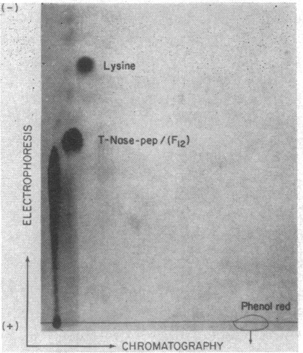graphic file with name pnas00679-0442-a.jpg