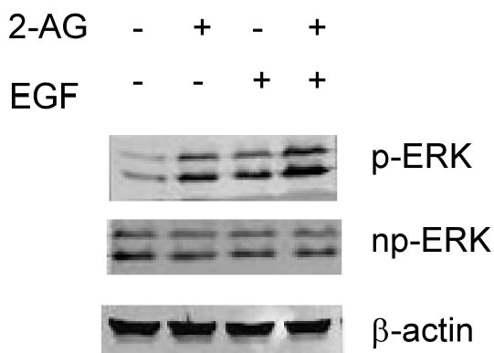 Fig. 12