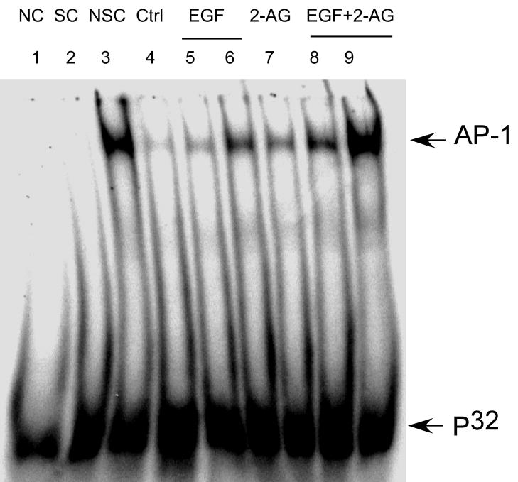 Fig. 11