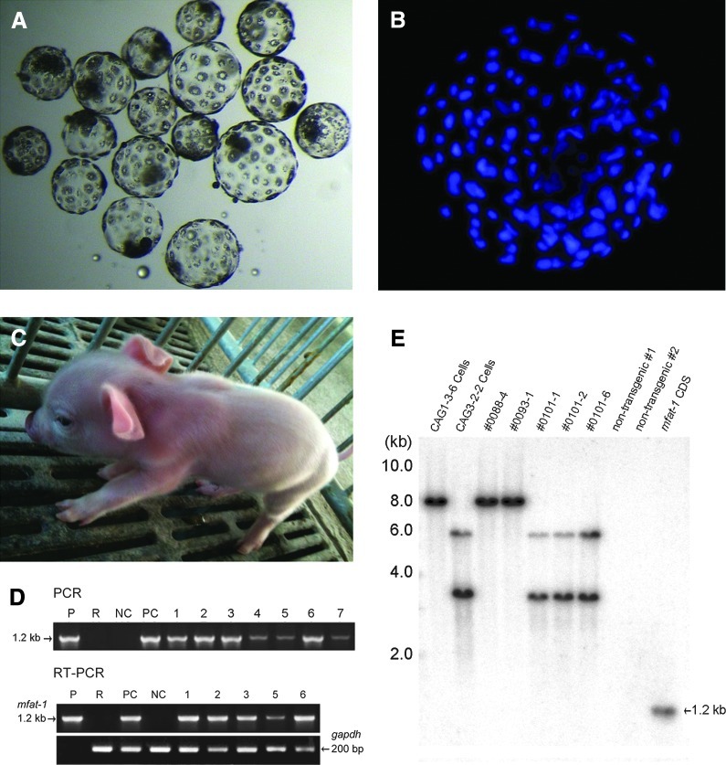 FIG. 4.
