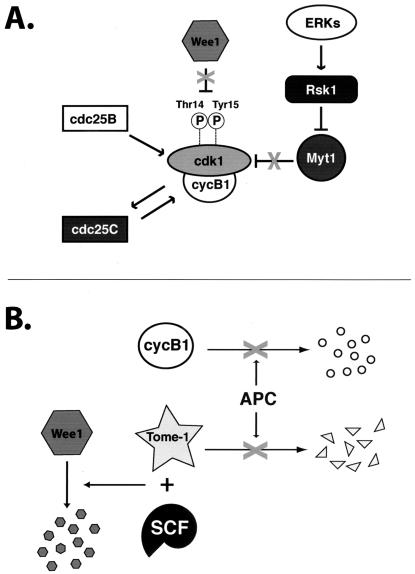 FIG. 9.