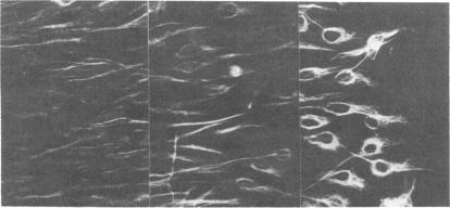 graphic file with name pnas00633-0138-a.jpg