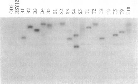 graphic file with name pnas01067-0137-a.jpg