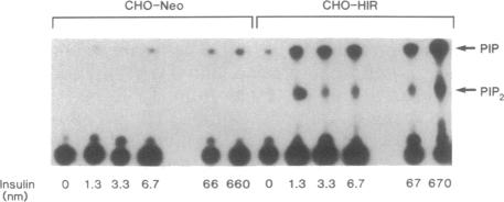 graphic file with name pnas01029-0162-c.jpg