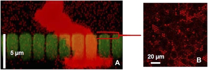 FIGURE 6