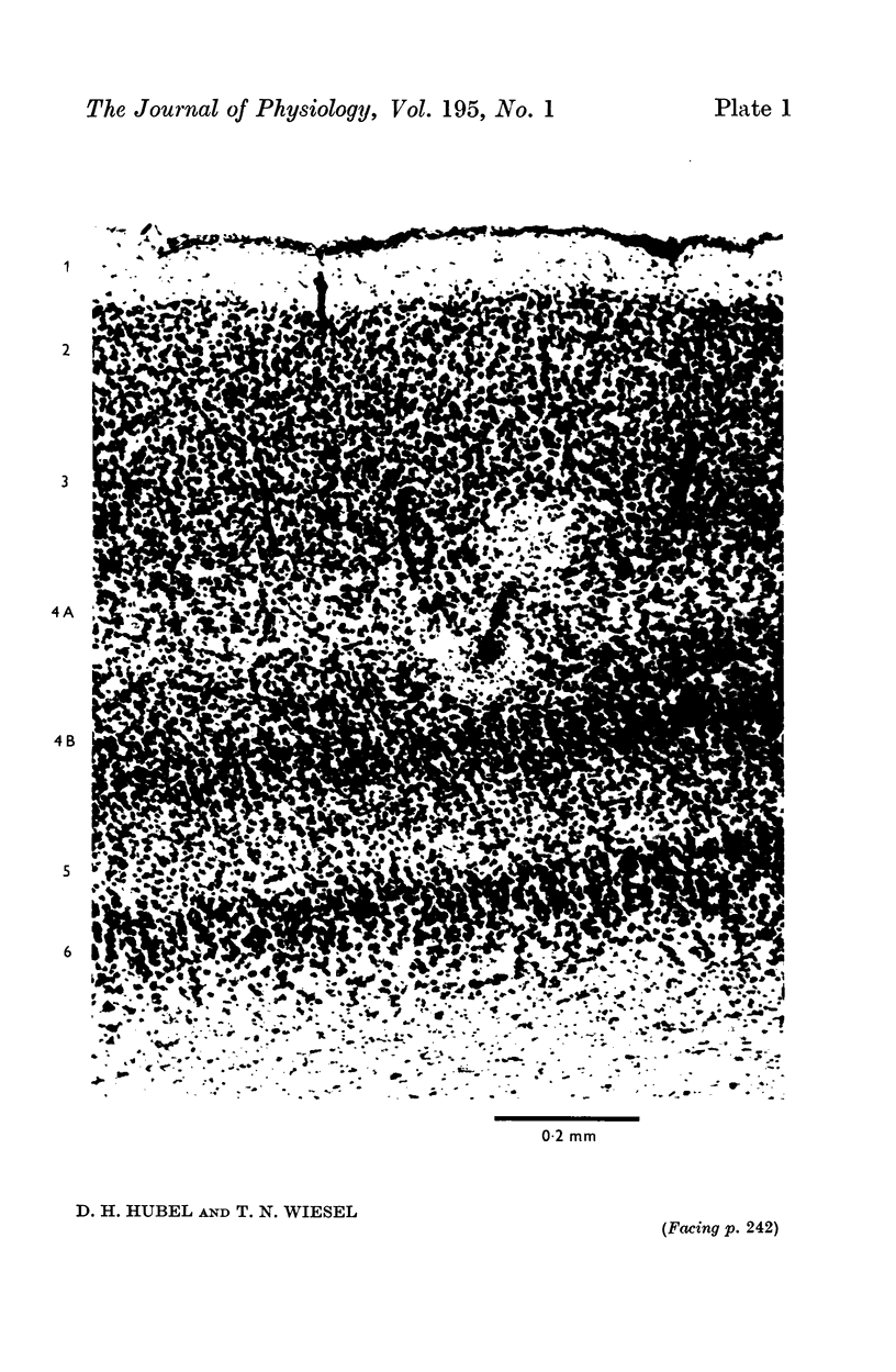 242-1