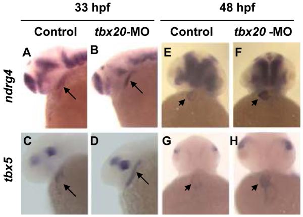 Fig. 10