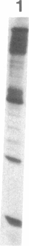 7624