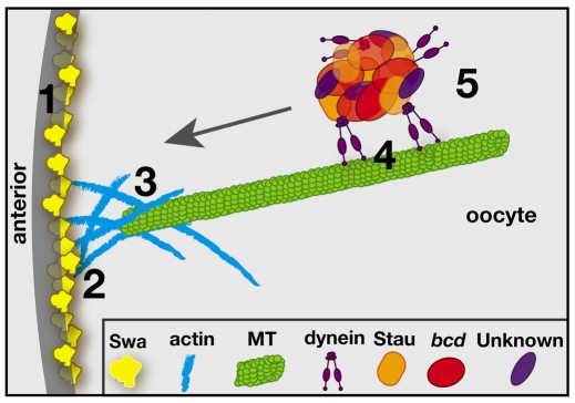 Fig. 7.