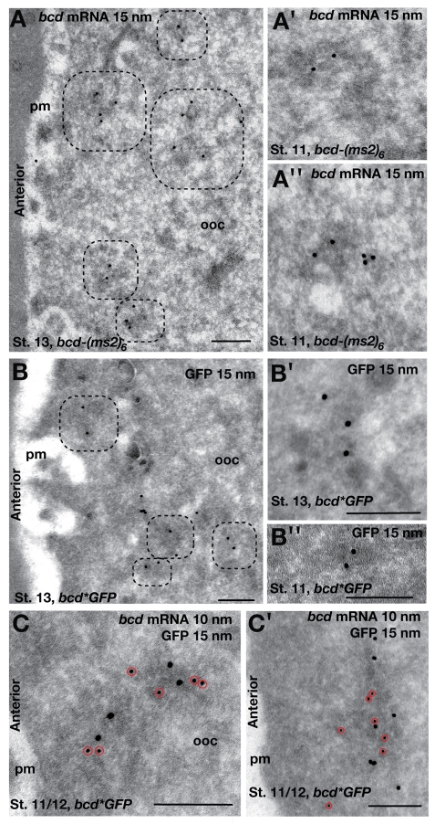 Fig. 5.