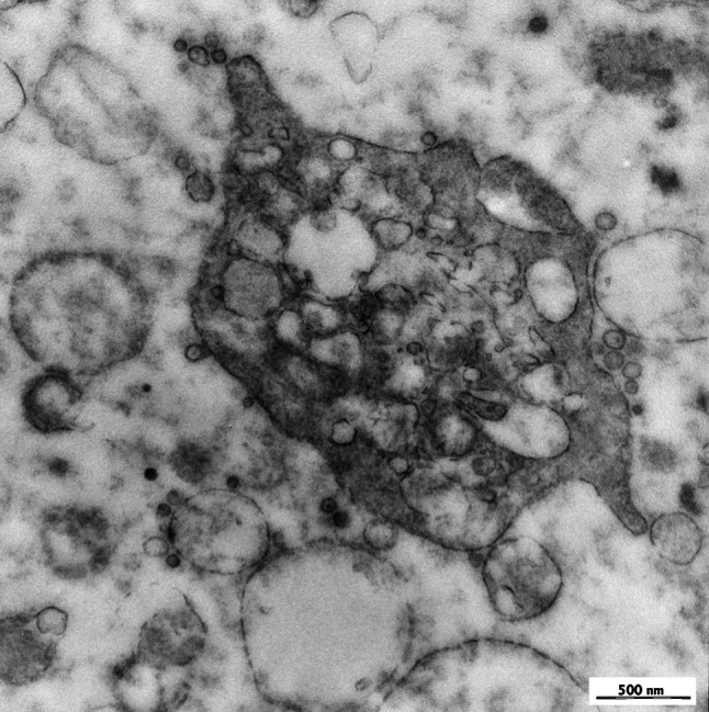 Fig. 4