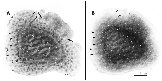 Fig 8