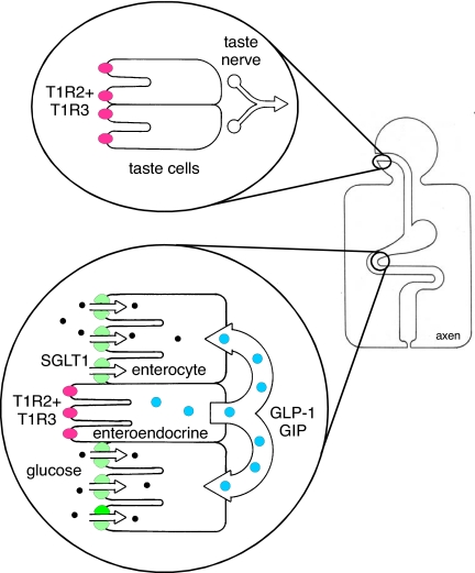 Fig. 1.