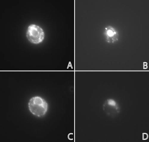Figure 10.