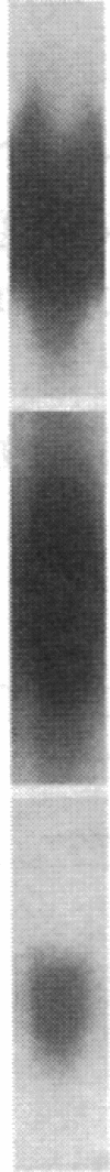 1955