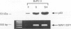 302