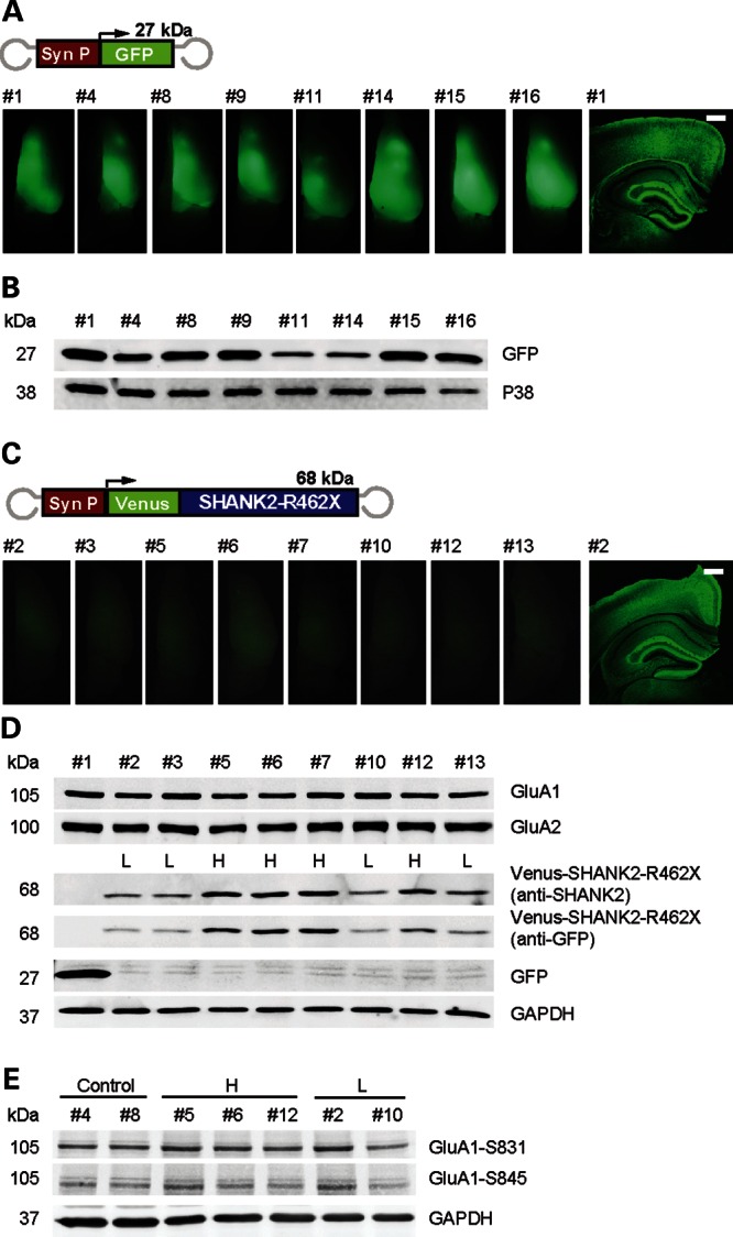 Figure 5.