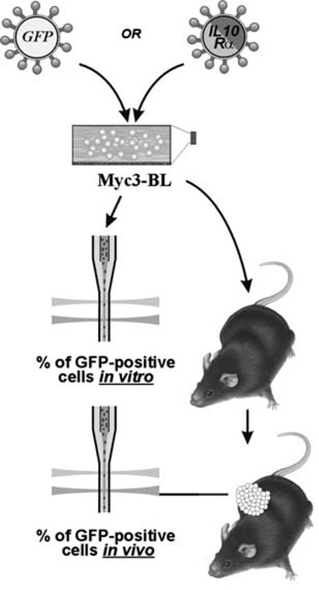 FIGURE 3