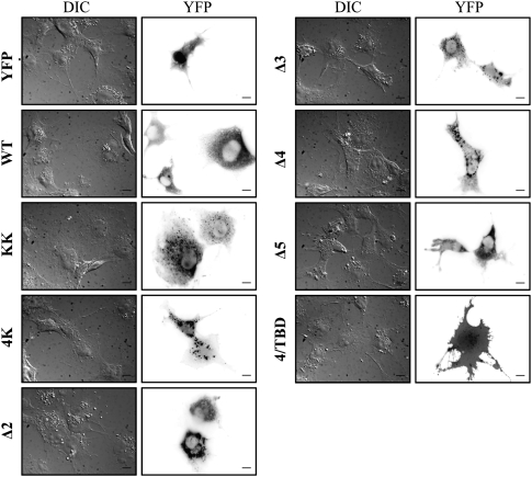 FIGURE 5.