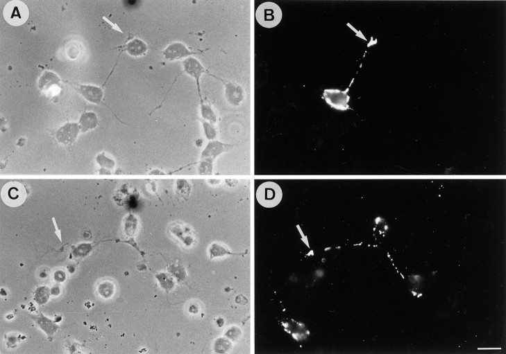 Fig. 9.