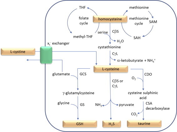 Fig. 2