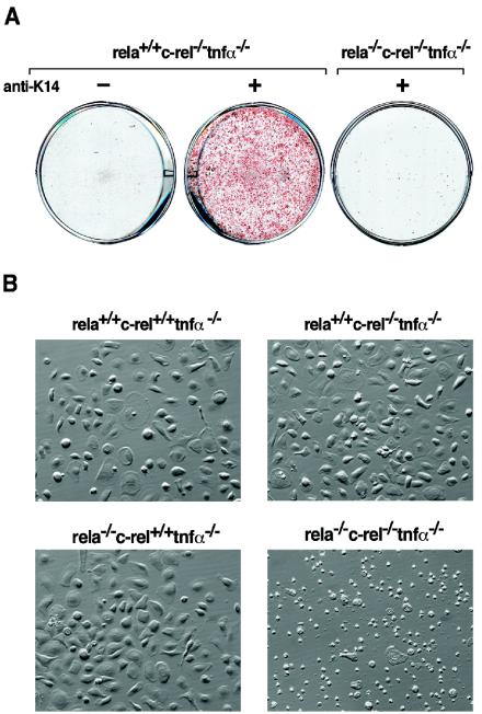 FIG. 7.