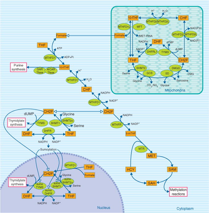 FIGURE 1
