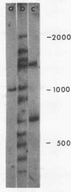 1437