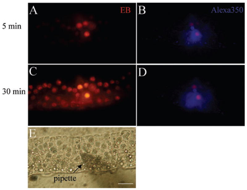 Fig. 7