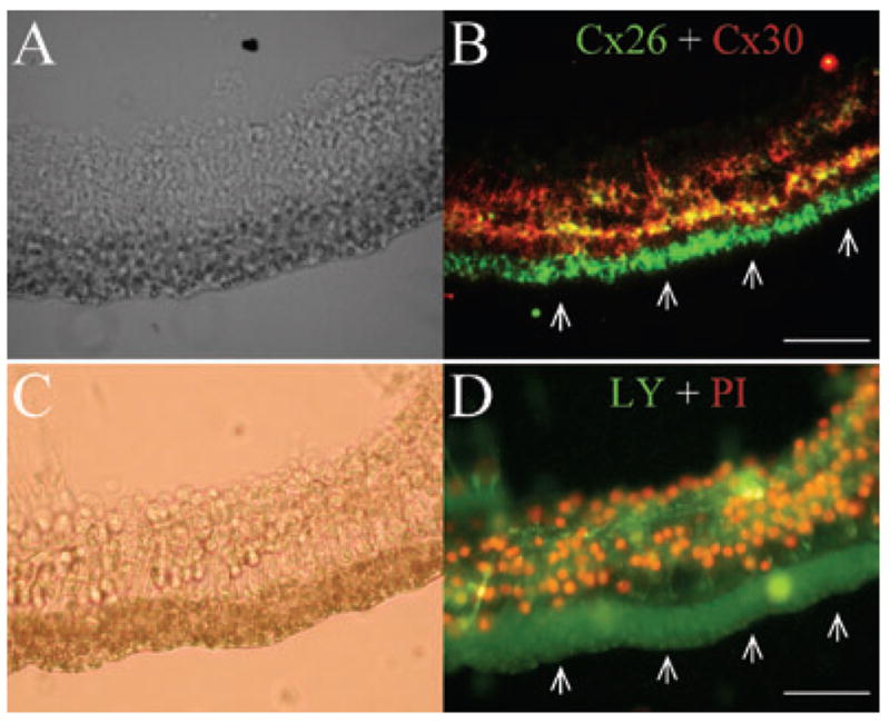 Fig. 9