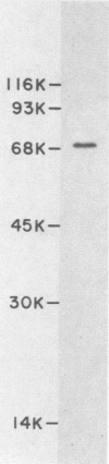 2936