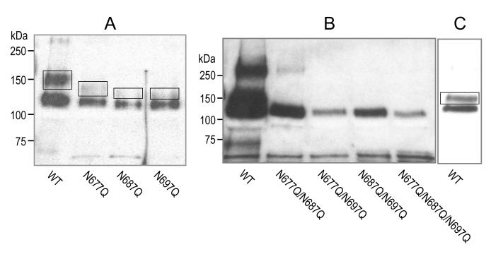 Fig. 12