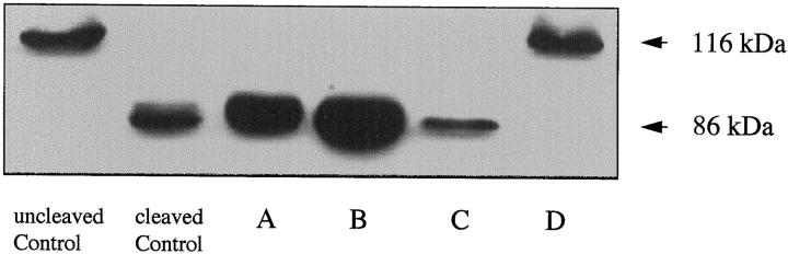 Figure 8.