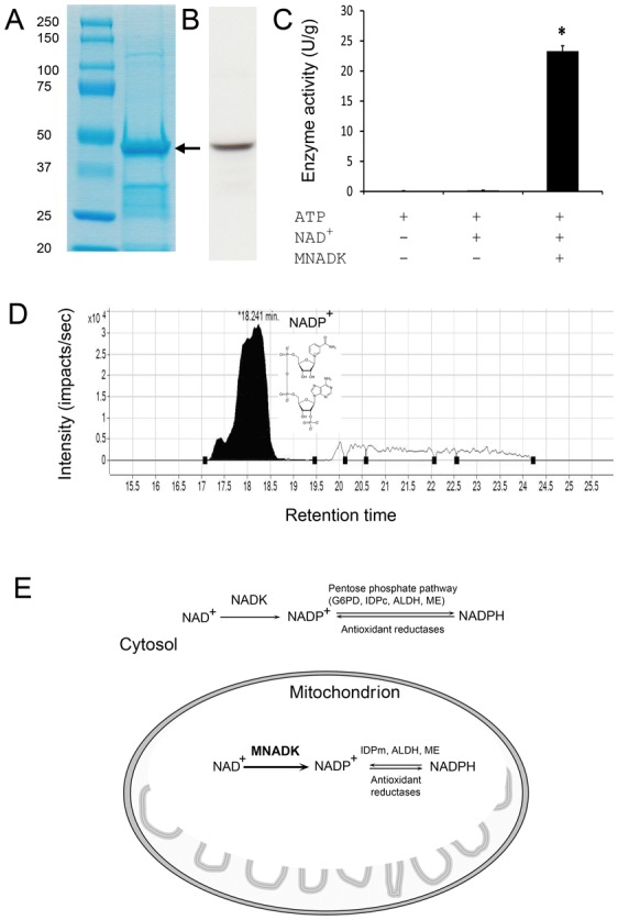 Fig. 3.