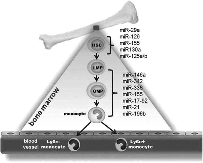 FIG. 1.