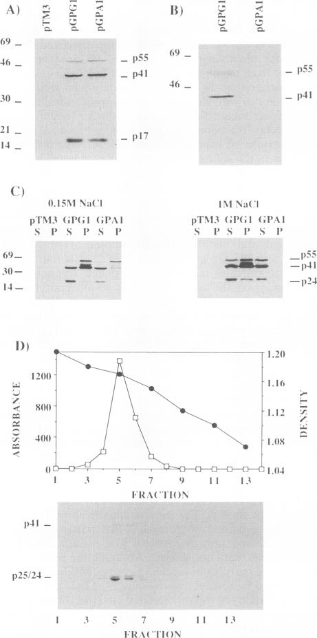 graphic file with name jvirol00014-0472-b.jpg