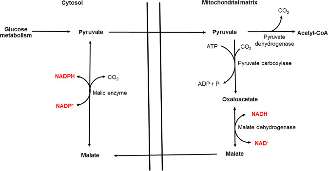Fig. 4