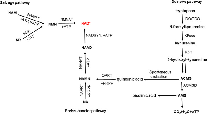 Fig. 1