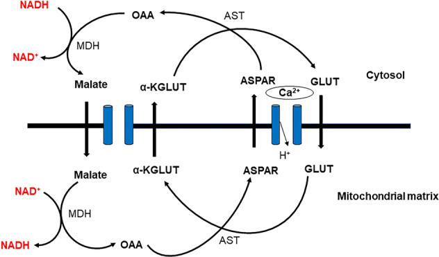 Fig. 5