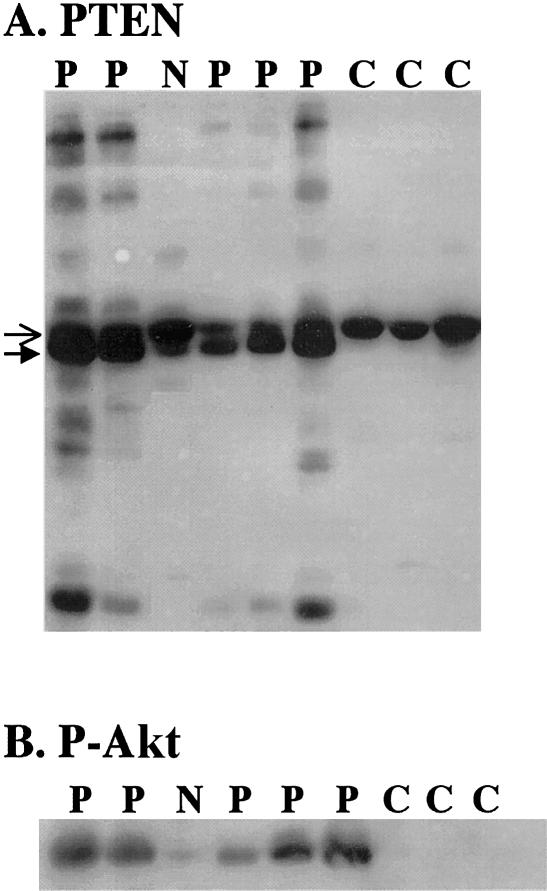 Figure  4