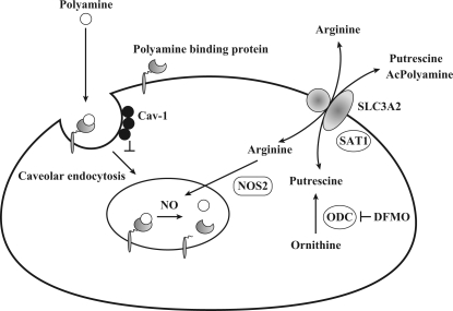 Fig. 4.