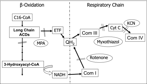 SCHEME 1.