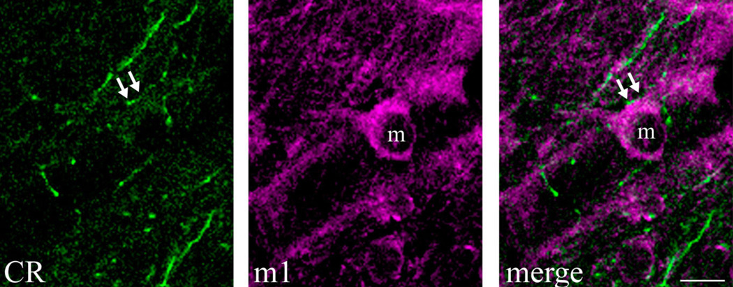 Fig. 6
