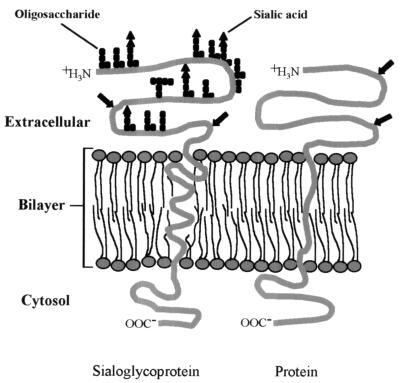 FIG. 10