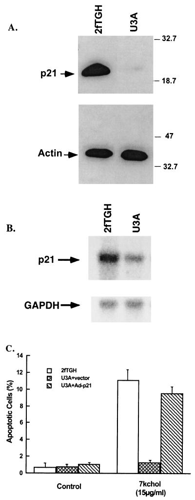 FIG. 7.