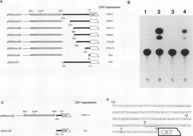 graphic file with name molcellb00138-0341-a.jpg