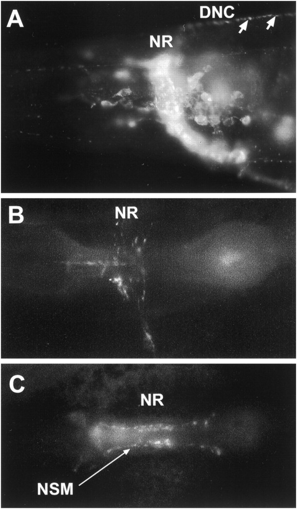 Fig. 9.