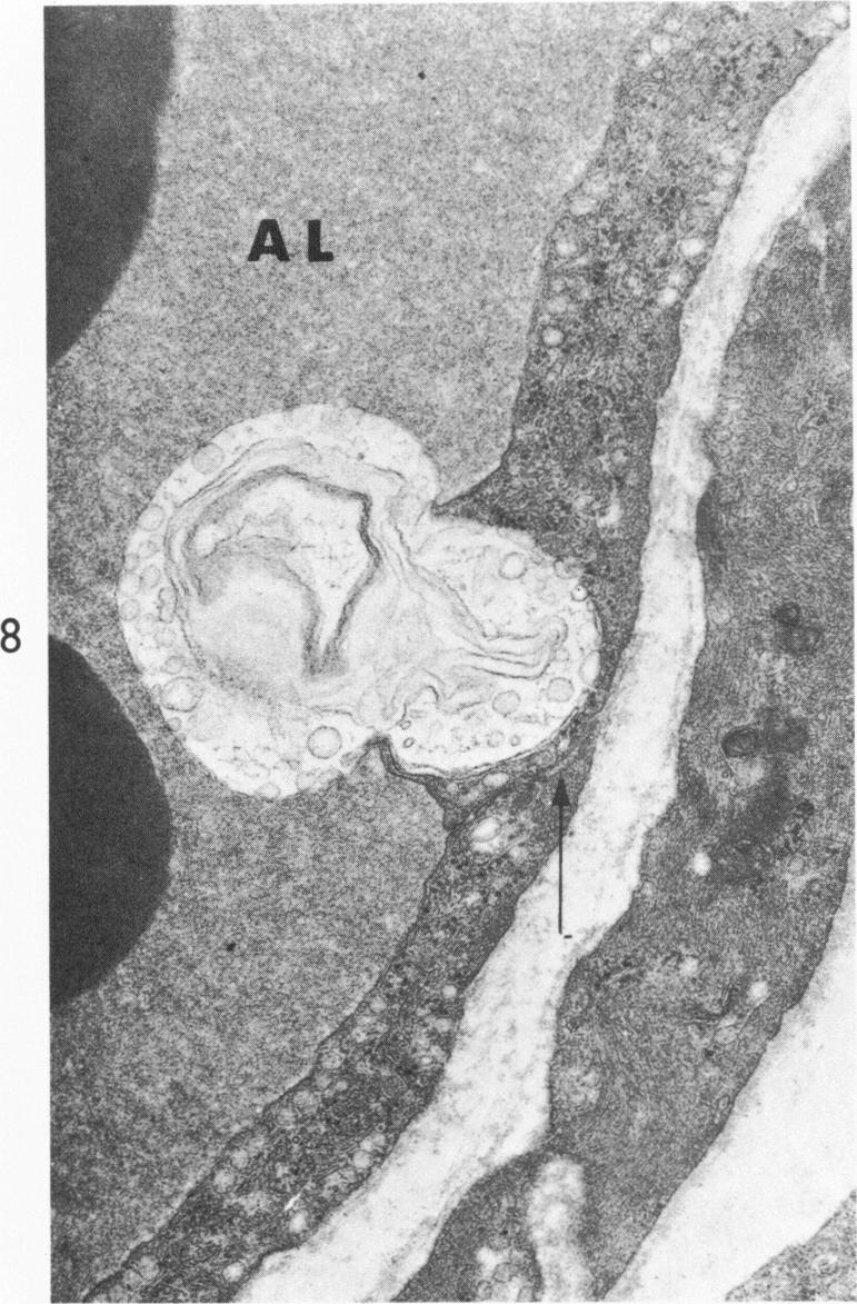 Fig 8