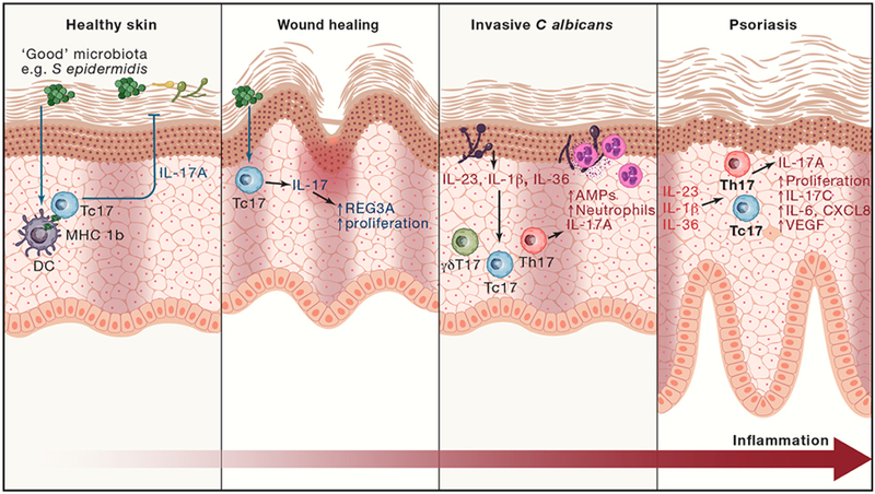 Figure 4: