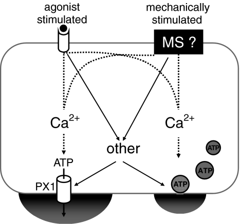 Fig. 1